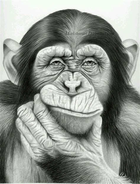 Pin By Submissivenes On Monkeys Pencil Drawings Of Animals Pencil