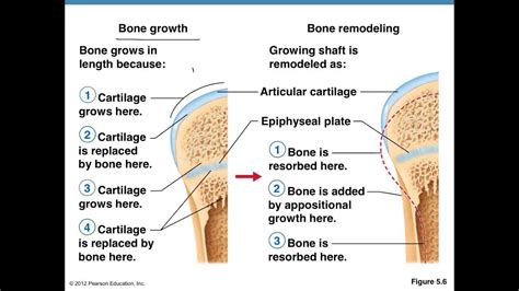 Bone Formation Healing Remodeling Youtube