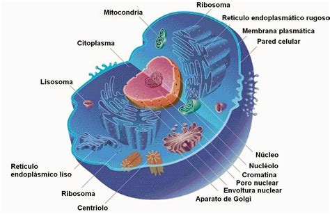 As Proteínas De Uma Célula Eucariótica Educa