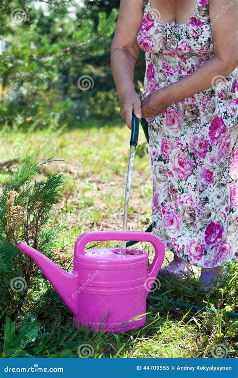 Senior Gardener Pouring Water In Watering Can Stock Image Image Of