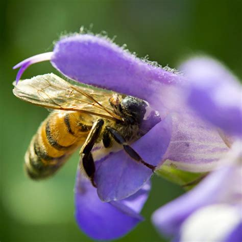 Michigan Flowers That Attract Bees Best Flower Site