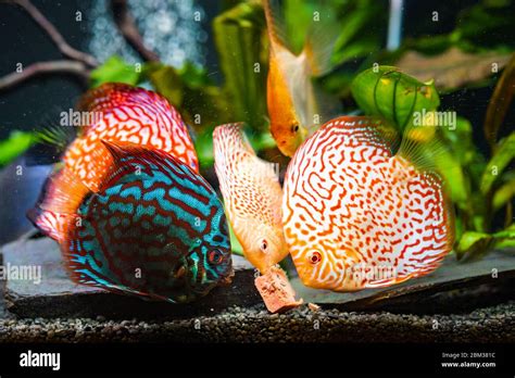 Colorful Fish From The Spieces Symphysodon Discus And Angelfish In