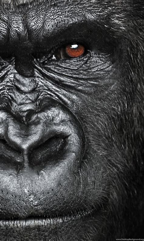 Angry Gorilla Wallpapers Desktop Background