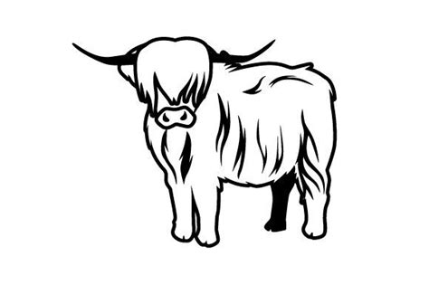 Highland Cow Scottish Highland Cow Cow Drawing