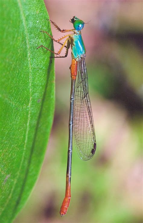 Dragonflies And Damselflies Order Odonata The Australian Museum