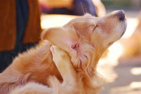 Allergy Trigger Rash Symptoms In Dogs