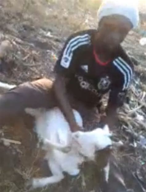 Man Caught With Goat