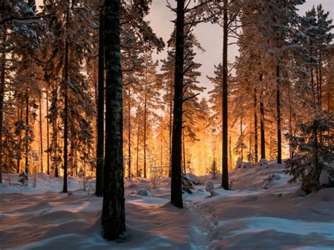 Fabulous Winter Forest At Sunset Wallpapers And Images Wallpapers