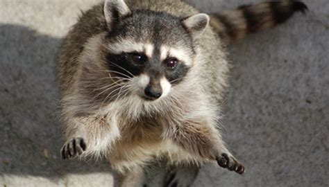 The virus most often spreads through bites from an infected animal. Are There Rabies Shots for Raccoons? | Animals - mom.me