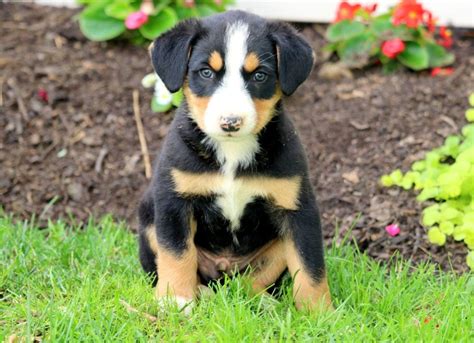 Tripp Bernese Mountain Dog Mix Puppy For Sale Keystone