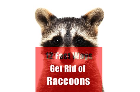 Do Dogs Scare Raccoons