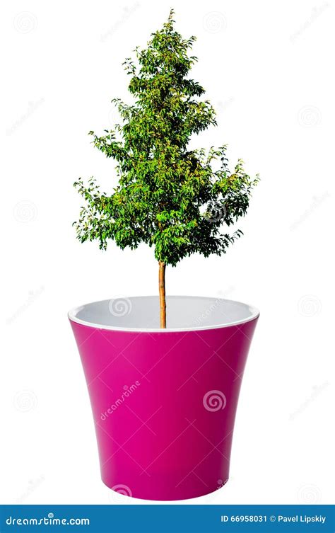 Tree Growing From Flower Pot Stock Image Image Of Growing Container