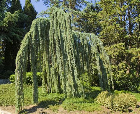 The record for washington state currently is held by a tree located in puyallup; How to Take Care of a Weeping Blue Atlas Cedar Tree ...