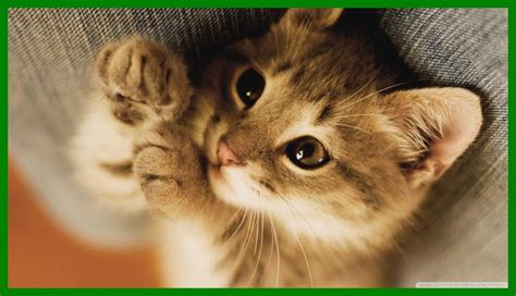 Cute Kitten Wallpapers Top Free Cute Kitten Backgrounds Wallpaperaccess