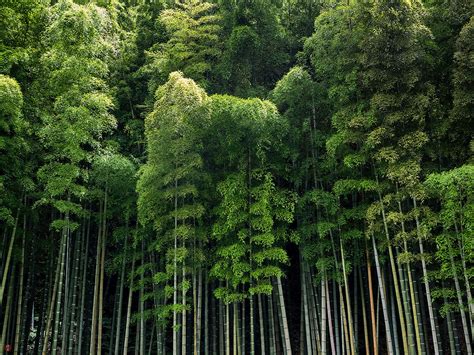 From The Garden Of Zen Bamboo Grove Jochi Ji