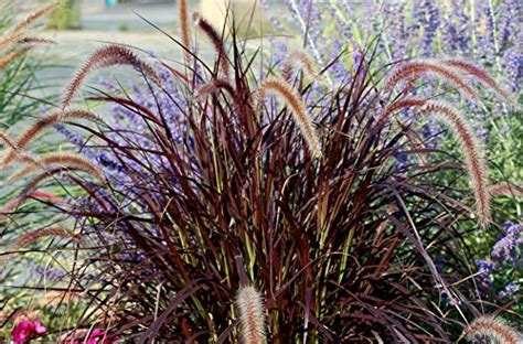 Buy Red Fountain Grass Live In A 6 Inch Pot Pennisetum