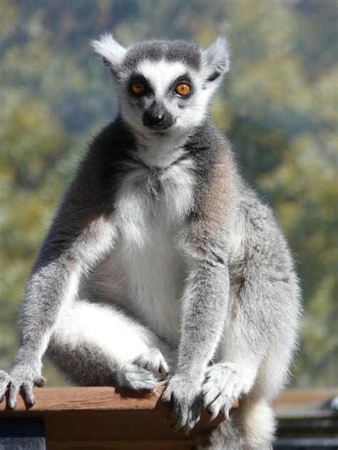Ring Tailed Lemur Encounter National Zoo And Aquarium Reservations