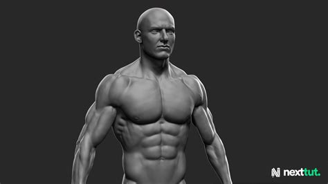 Artstation Dynamic Male Anatomy For Artists In Zbrush Resources