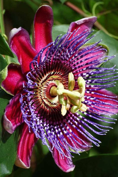 How To Grow And Care For Passionflowers Gardeners Path
