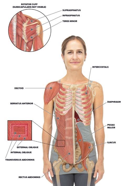 Muscles Over Rib Cage Pulled Muscle Under Rib Cage Hurts To Breathe