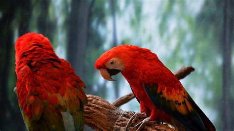 1280x720 Scarlet Macaw 5k 720p Hd 4k Wallpapers Images Backgrounds