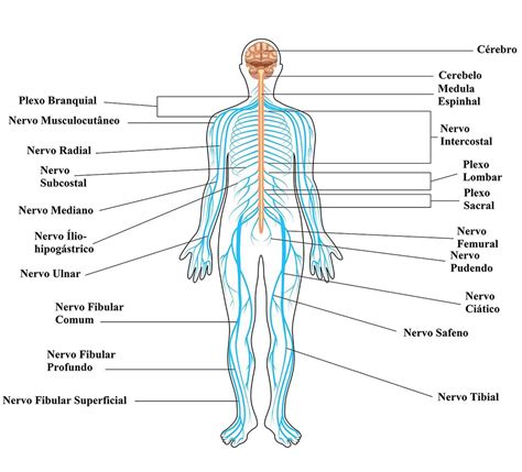 Sistemas Do Corpo Humano Toda Matéria