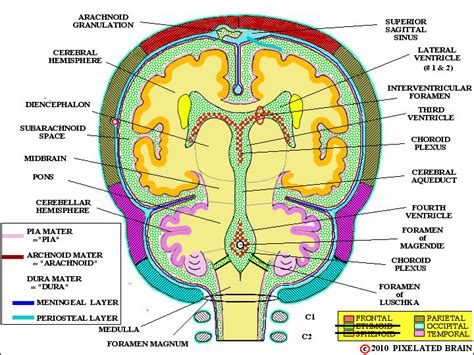 Pixelated Brain Module 1 Section 1 The Skull