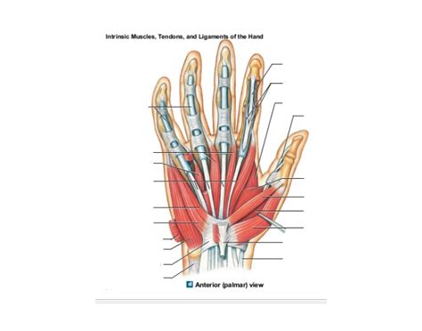 Is there an app to help you get the woman you. Muscles, Tendons, and Ligaments of the Hand (A)