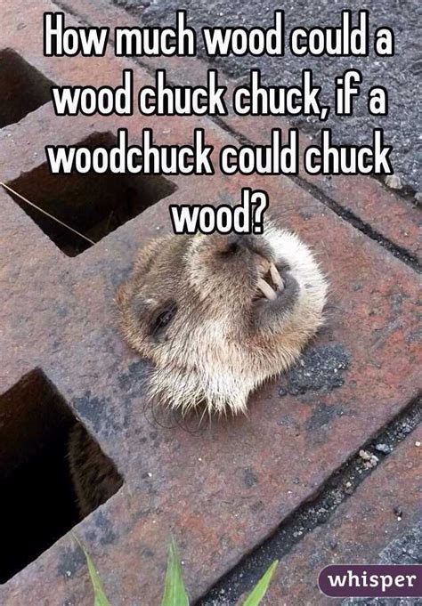 How Much Wood Could A Wood Chuck Chuck If A Woodchuck Could Chuck Wood
