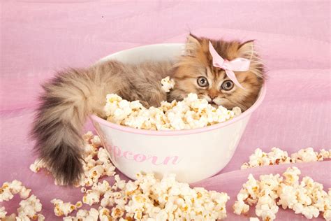 Can Cats Eat Popcorn A Must Read