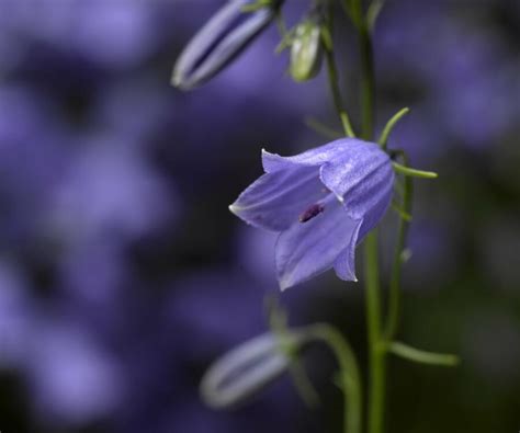 Zvonek Lžičkolistý Swinging Bells Blue Campanula Cochleariifolia