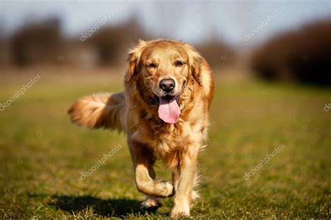 Purebred Dog Running Towards Camera Stock Photo By ©bigandt 43280953