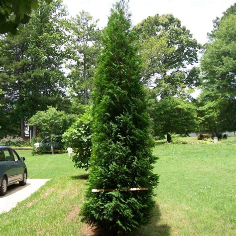 Full Speed A Hedge American Pillar Thuja Spring Meadow Wholesale