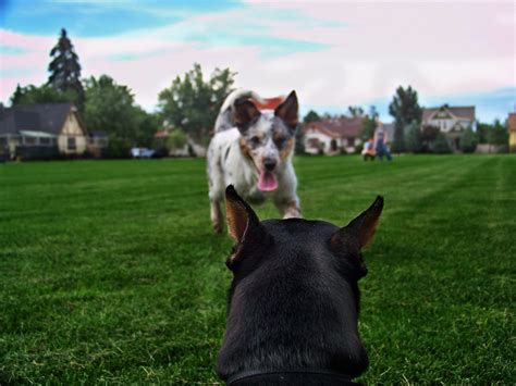 Canine Perspective Dan Corman Flickr