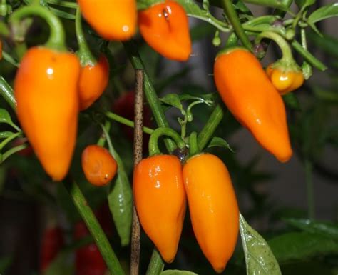 Jalapeno Orange Seeds Peppers Hot