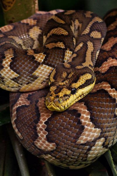 Die gefundene haut gehöre vermutlich zu einem anderthalb meter langen teppichpython, sagte ein feuerwehrsprecher. "Teppichpython - Morelia spilota variegata " Fotografie ...