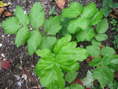Die pastinake ist ein wurzelgemüse, das vor allem in der kalten jahreszeit sehr geschätzt wird. Pastinake, Pastinaca sativa