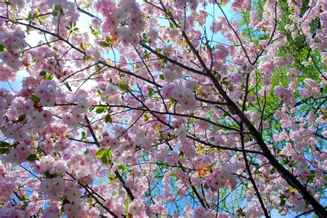 Free for commercial use no attribution required high quality images. Mille Fiori Favoriti: Cherry Blossom Time at the Brooklyn ...