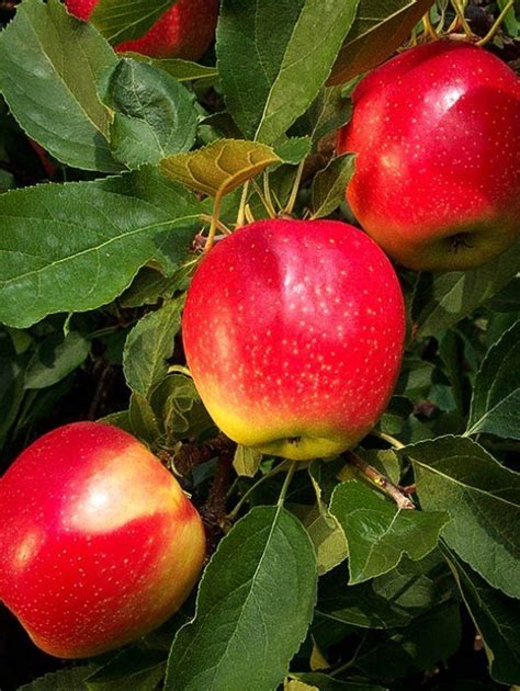 Få et 26.000 reserve apple trees flowers. Apple Trees