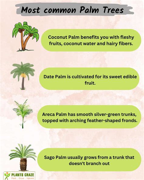 Can You Differentiate Between Coconut And Palm Trees