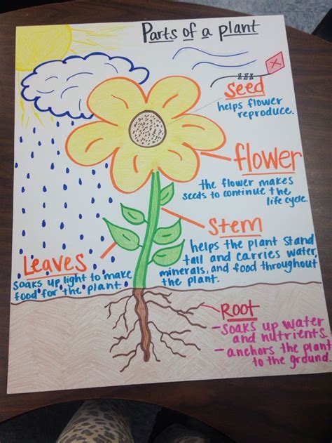 Parts Of A Plant Anchor Chart Plants Kindergarten Science Anchor