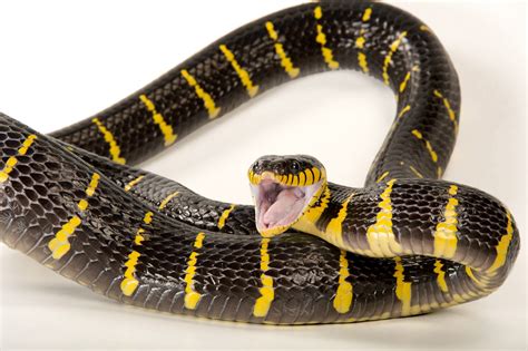 New Snake Species Discovered In Another Snakes Belly