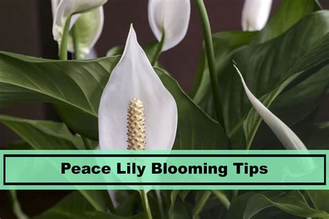 Do peace lilies like sun? Tips on How to Get a Peace Lily to Bloom? - Plants Spark Joy