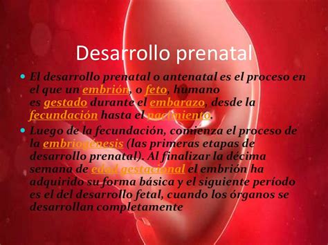 Desarrollo Prenatal Y Nacimiento