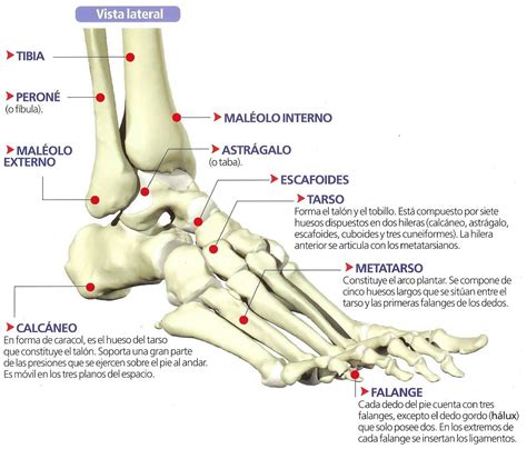 Anatomía Del Pie Anatomía Del Tobillo Anatomia Humana Huesos