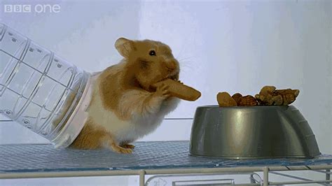 X Ray Video Reveals How A Hamster Can Stuff So Much Food In Its Cheeks Gizmodo Australia