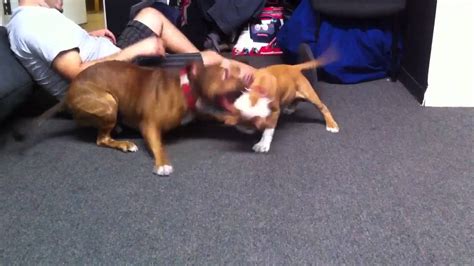Pitbull And Pitbull Puppy Fight Youtube