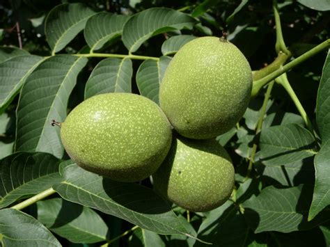 The Urbane Forager Green Walnuts