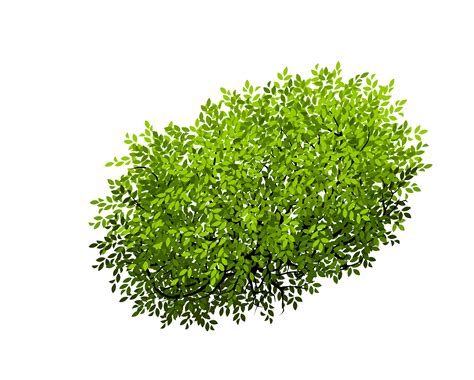 Free Shrub Top View Png Download Free Shrub Top View Png Png Images