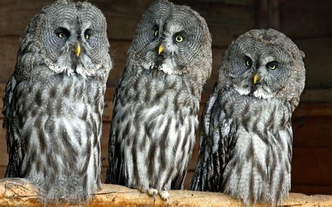 Owls Birds Three Predators Wallpaper Coolwallpapersme